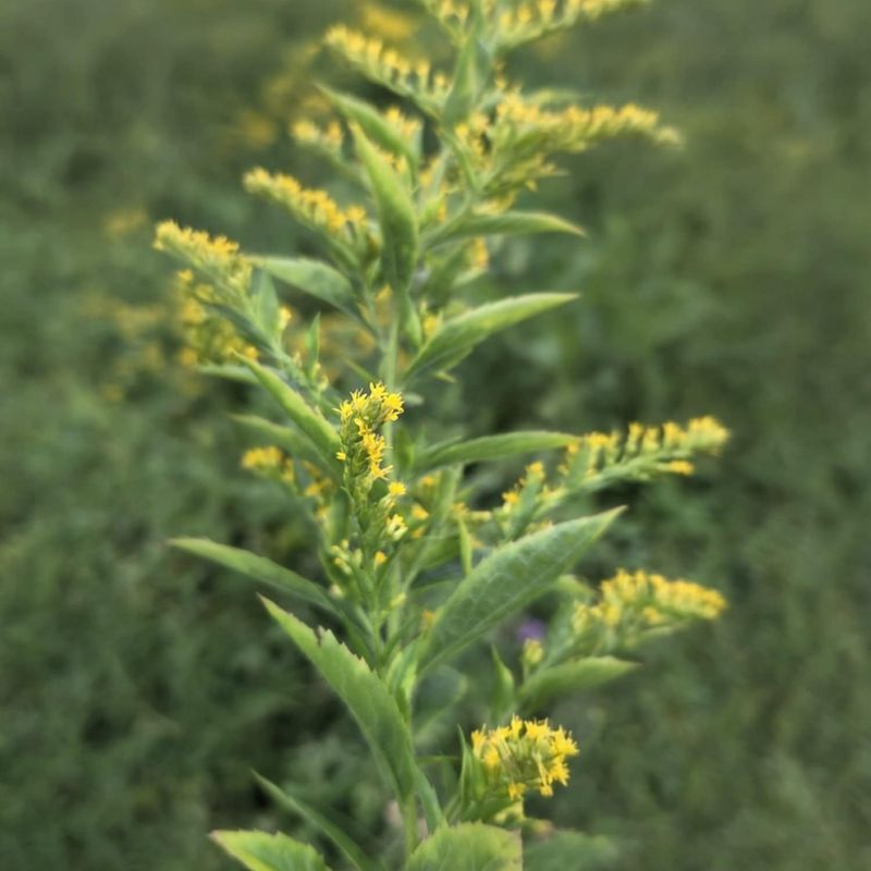 Tisane Verge d'or du Canada