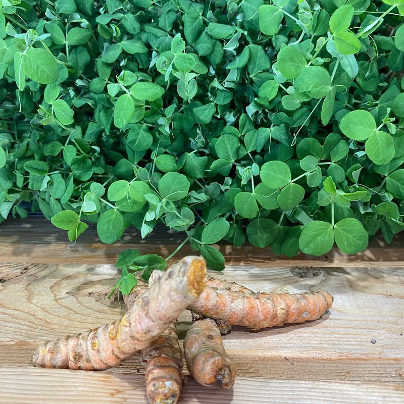 Légume bio