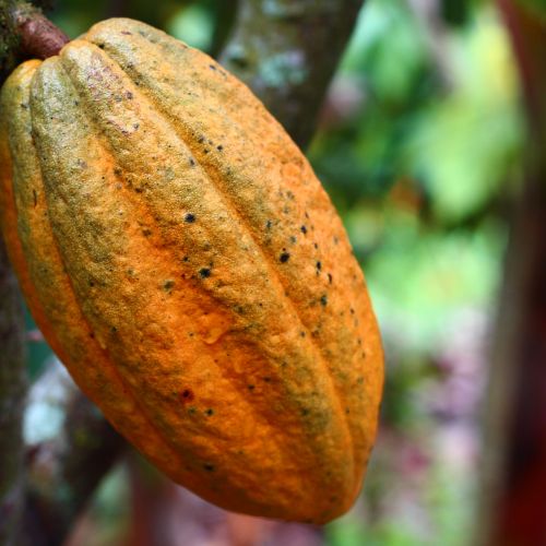 Beurre de cacao bio désodorisé
