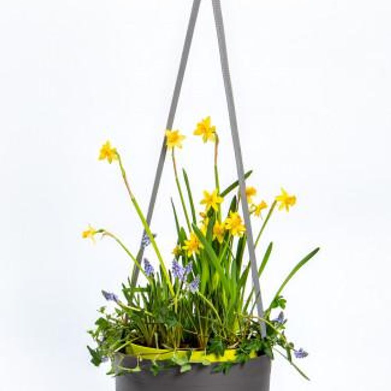 Hanging flower bowl Berberis Self-watering