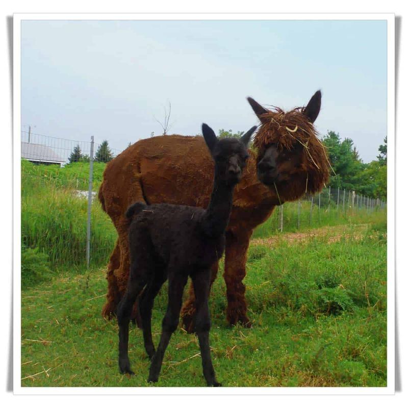 Alpaca Farm Guided Tour and Fiber Interpretation