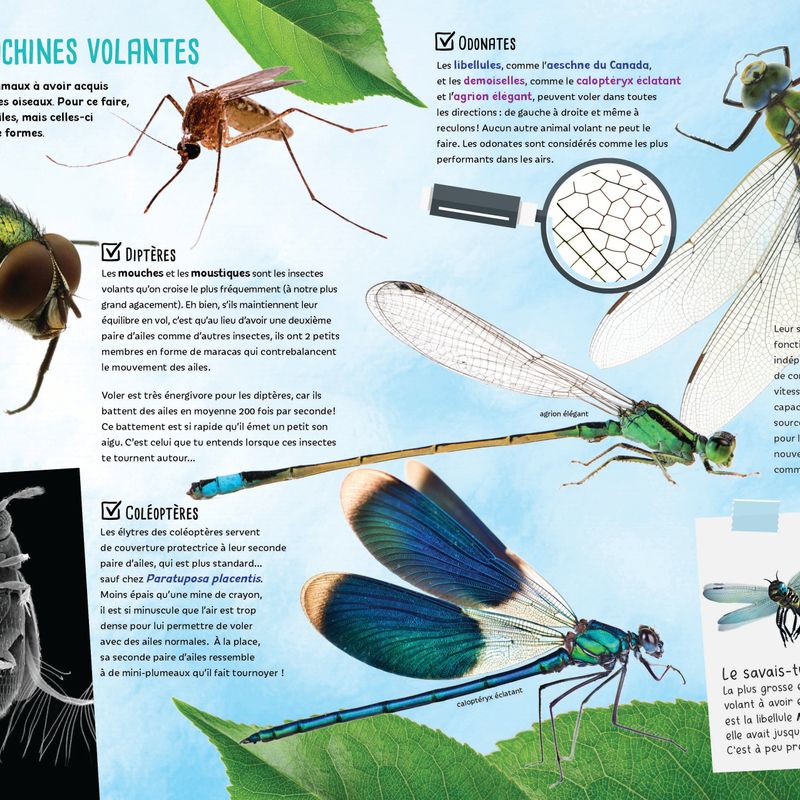 Insectes et bestioles