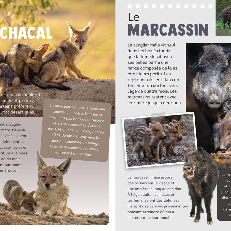 300 faits incroyables sur les animaux
