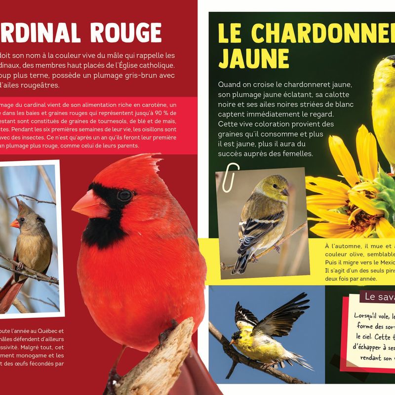 100 animaux du Québec
