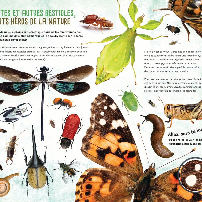 Insectes et bestioles