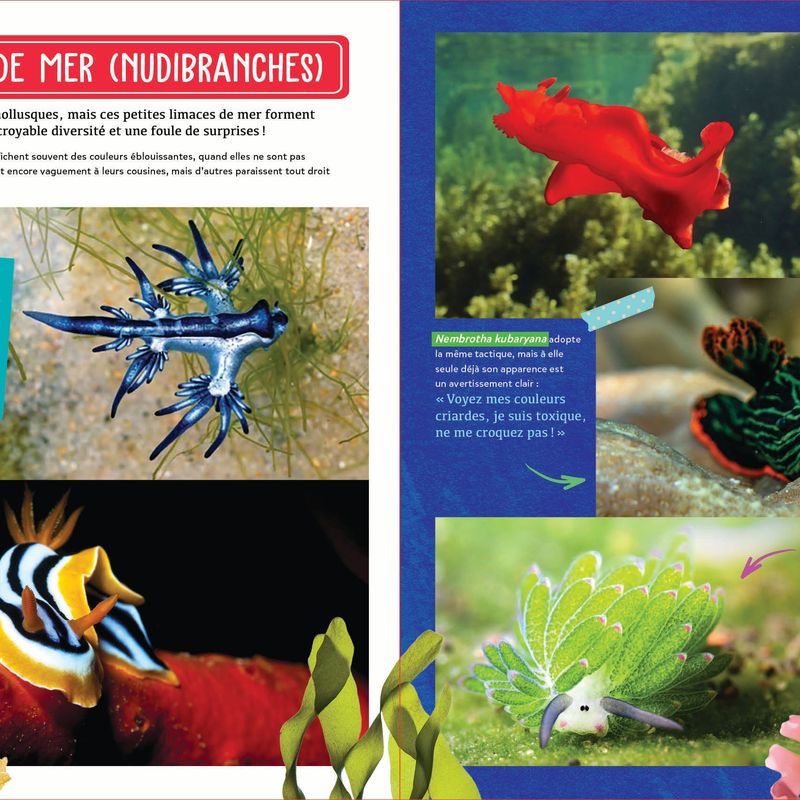 Mon fascinant océan