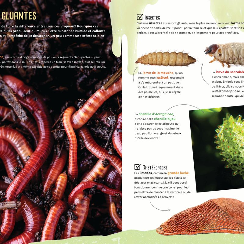 Insectes et bestioles