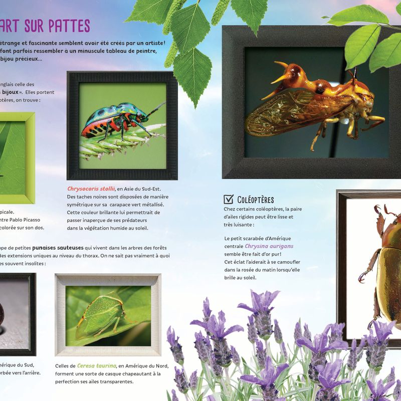 Insectes et bestioles