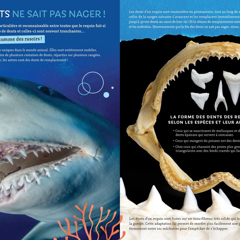 Pas si bête : Les requins