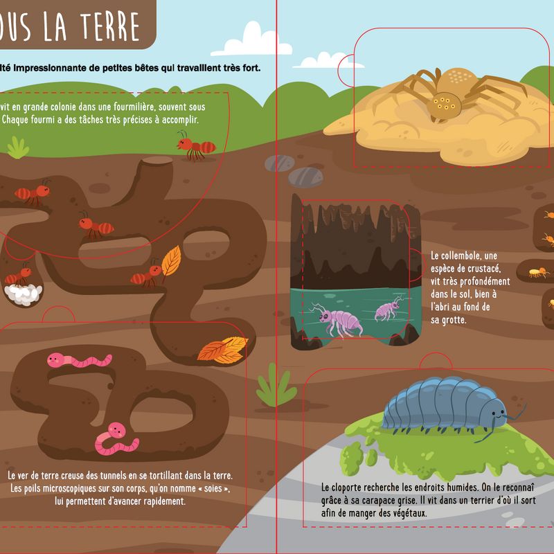Soulève et découvre : Au pays des insectes et bestioles