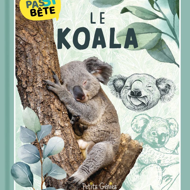 Pas si bête : Le koala