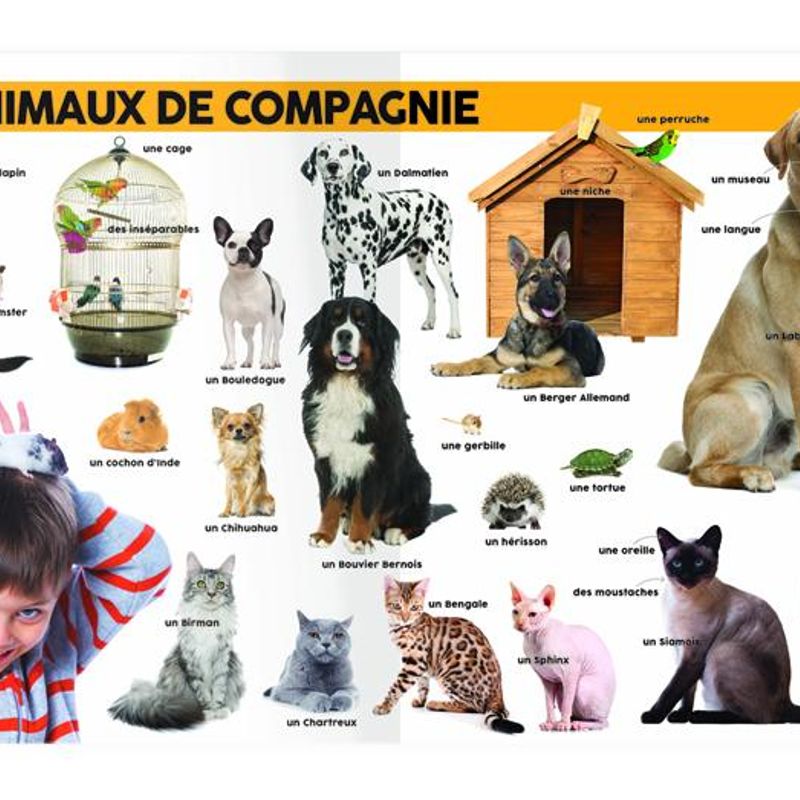 Mon imagier des 1000 mots