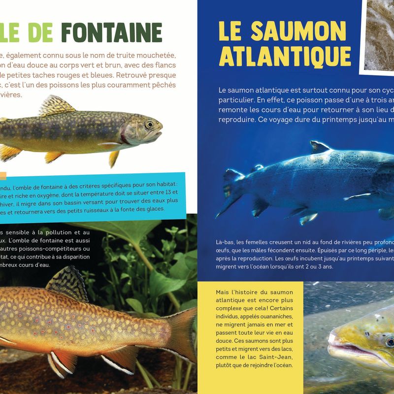 100 animaux du Québec