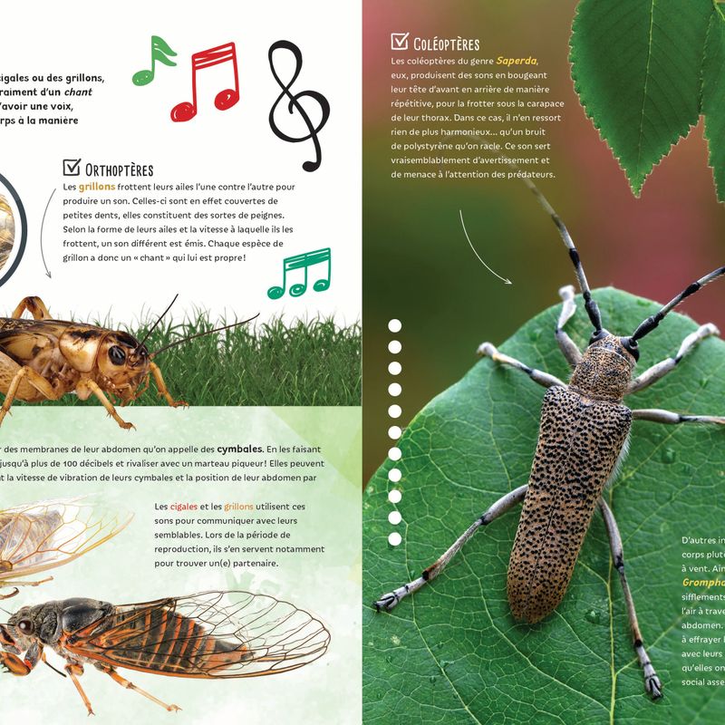 Insectes et bestioles