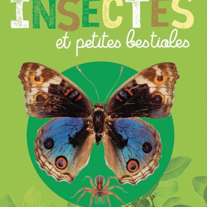 Insectes et petites bestioles