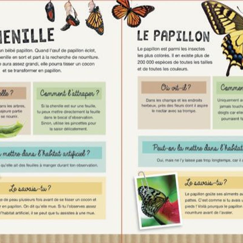 Insectes et petites bestioles