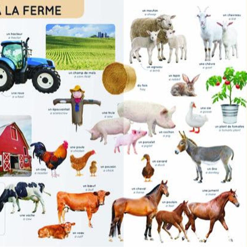 Mon imagier des 1000 mots anglais/français