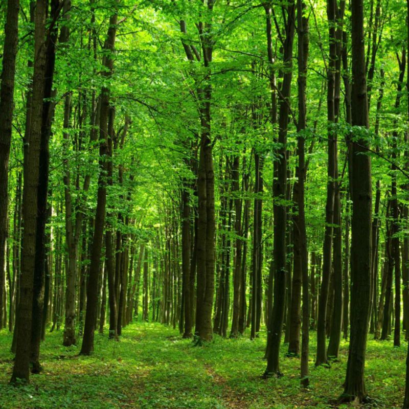 Murale Balade En Forêt