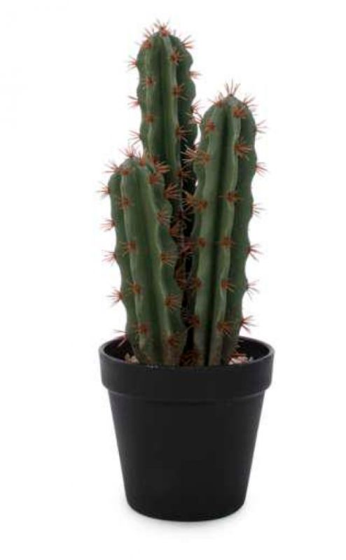 Cactus Décoratif