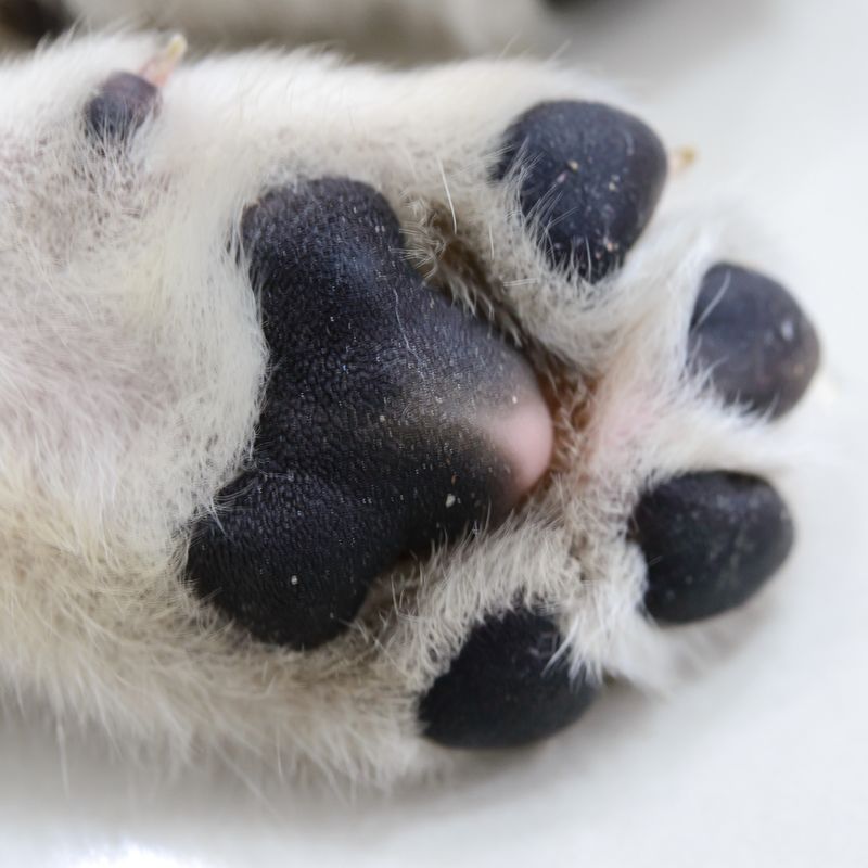 Baume pour coussinets CHELSEA