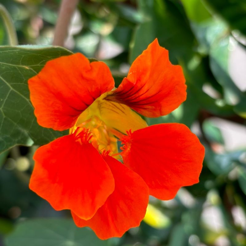 Capucine Jewel - Semences