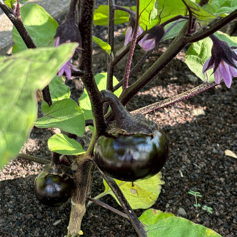 Coffret de jardinage "Marchés de Provence"