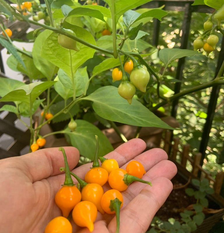 Coffret de jardinage "Carnaval de Saveurs" : Potager original et coloré