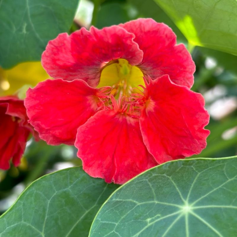 Capucine Jewel - Semences