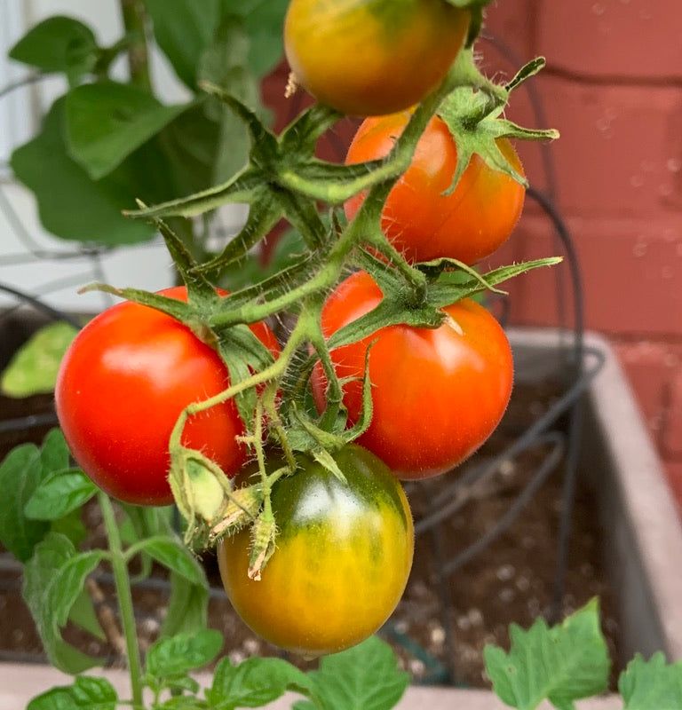 Coffret de jardinage "Carnaval de Saveurs" : Potager original et coloré