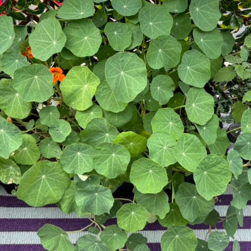 Capucine Jewel - Semences