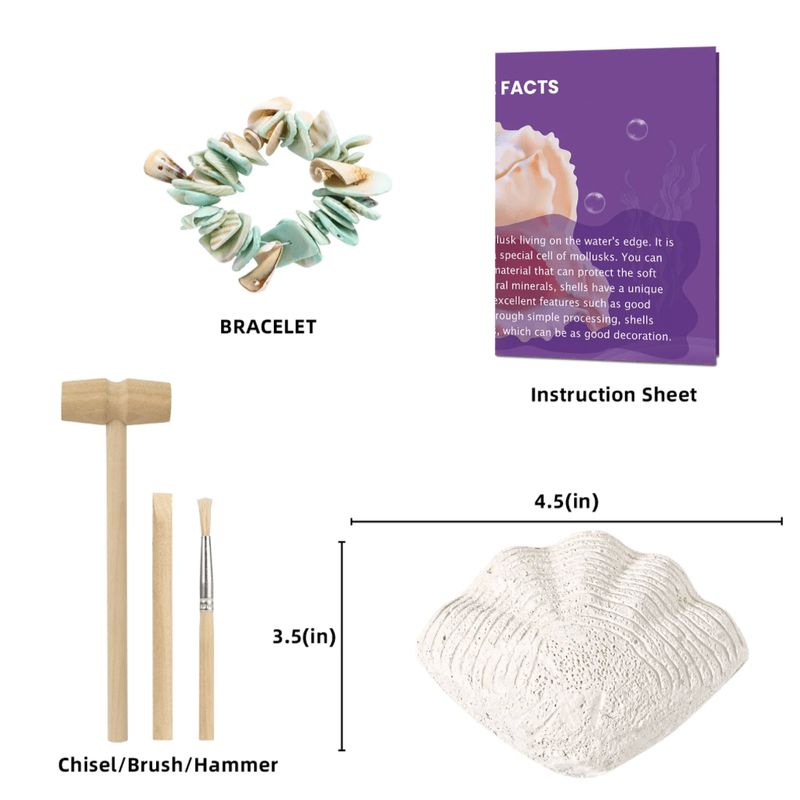 Ensemble découverte de creusement de pierres Coquillage