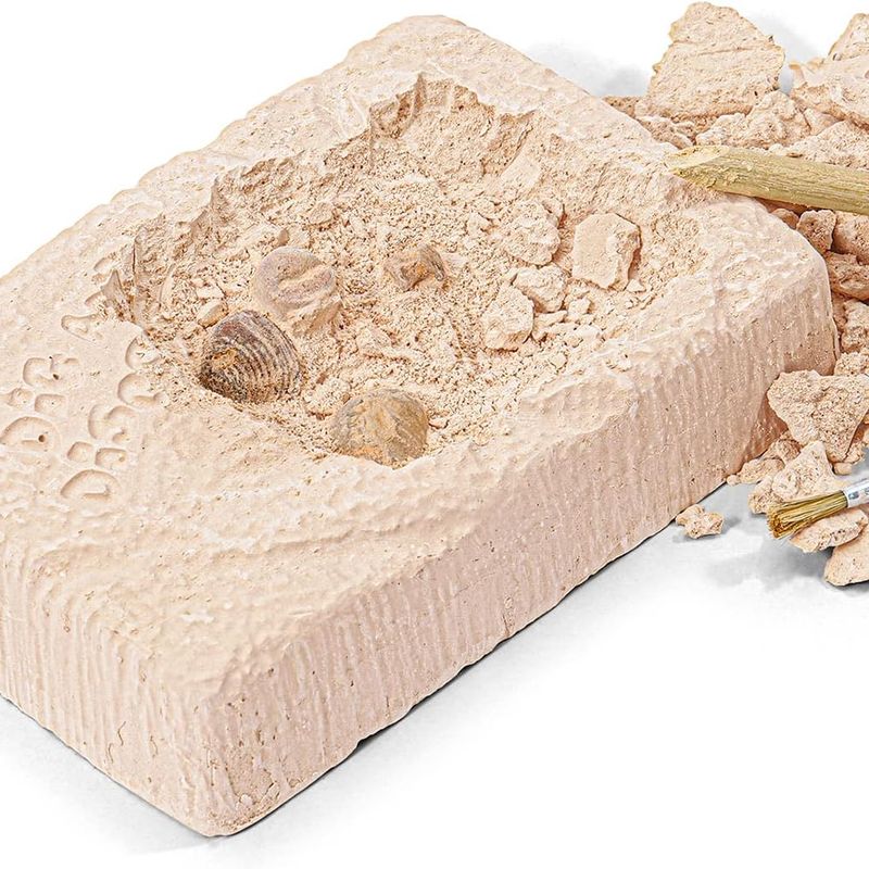 Ensemble découverte de creusement de pierres Fossile