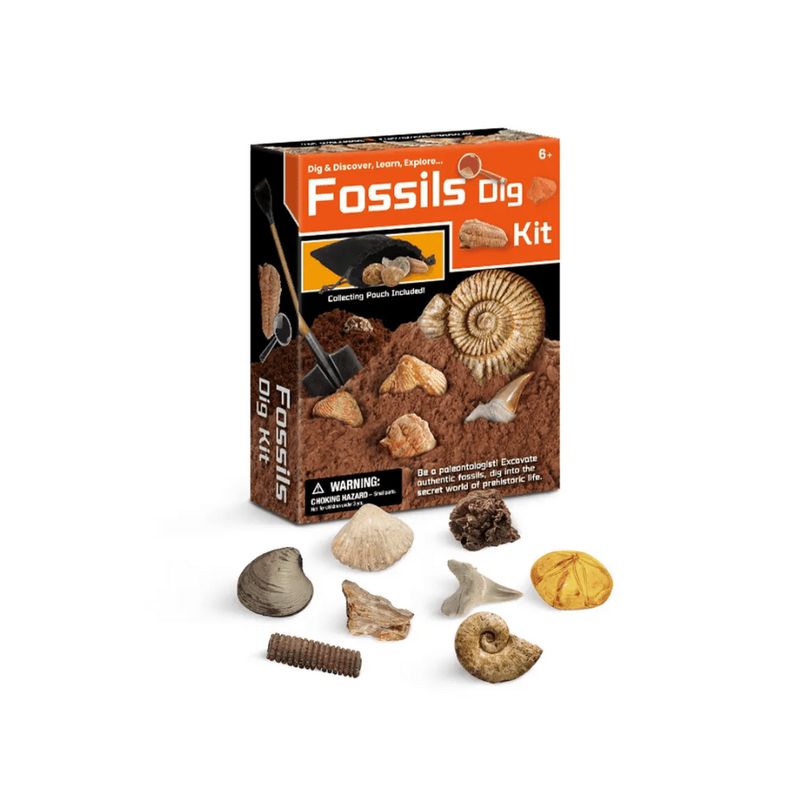 Ensemble découverte de creusement de pierres Fossile